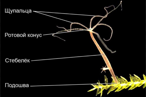 Сайт krn